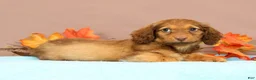 Miniature Dachshund dogs for sale: Ally - Ad 2