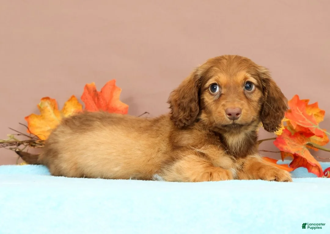 Miniature Dachshund dogs for sale: Ally - Ad 2