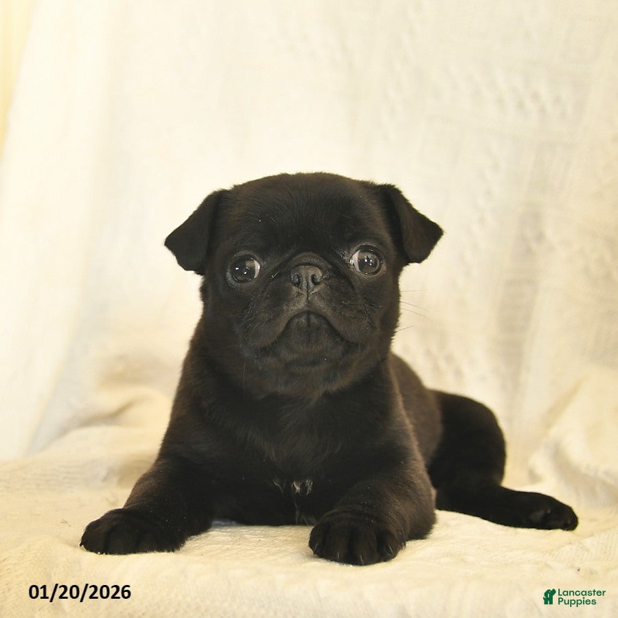 Mixed Breed dogs Buttercup  - Ad 39