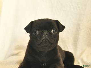 Mixed Breed dogs Buttercup - Ad 34