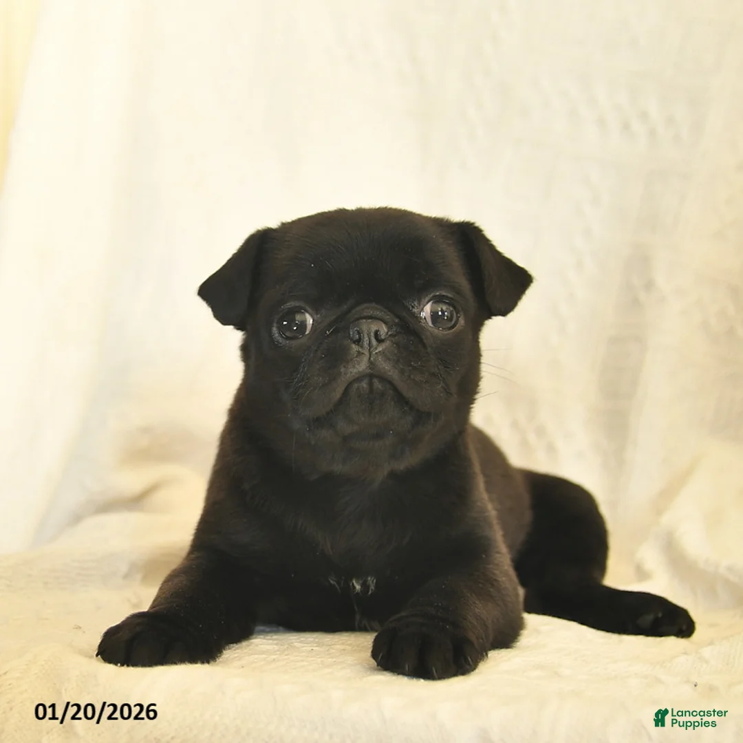 Mixed Breed dogs for sale: Buttercup  - Ad 1