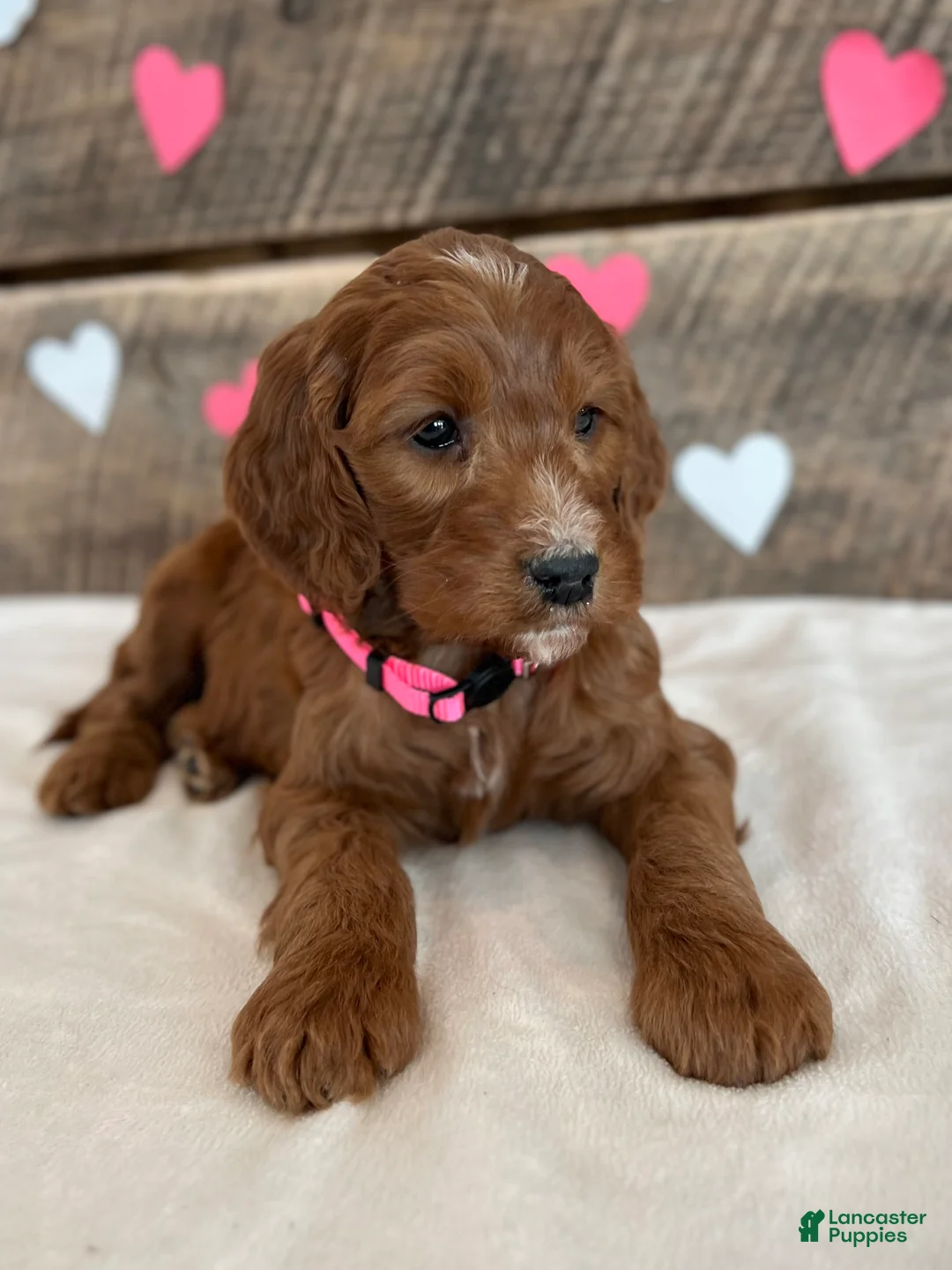 Irish Doodle dogs for sale: Rose - Ad 8