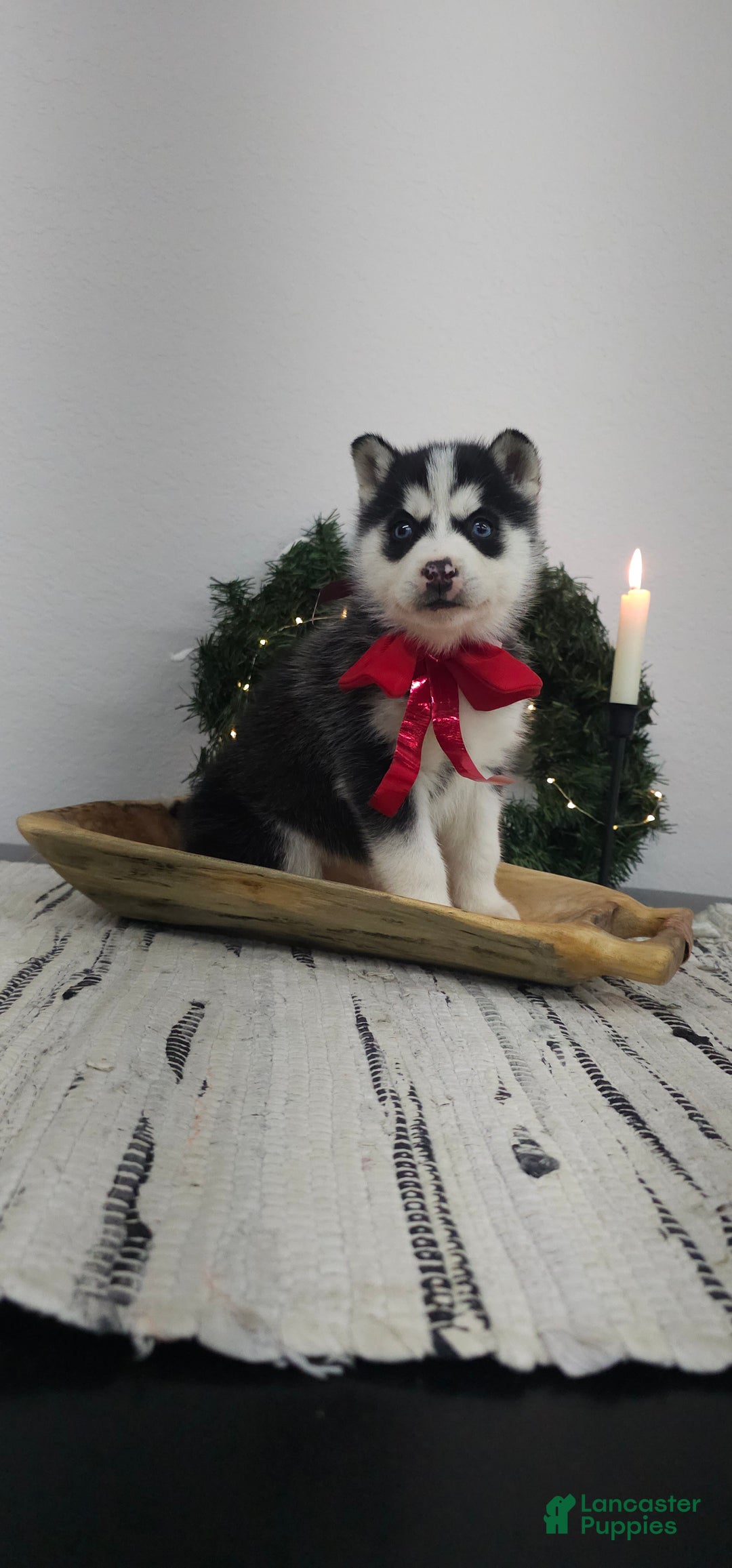 Siberian Husky dogs for sale: Piper - Ad 1