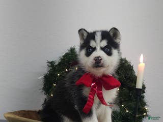 Siberian Husky dogs Piper - Ad 4