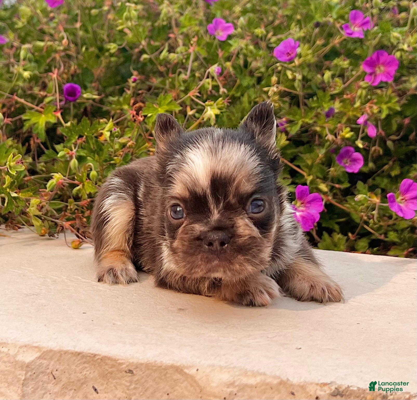 French Bulldog dogs Jackson - Ad 2