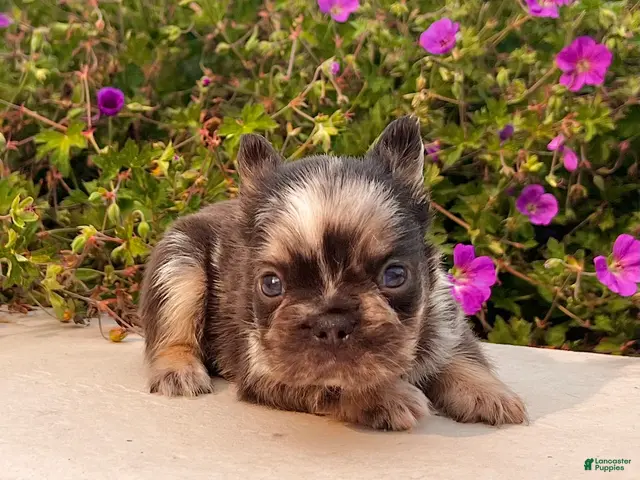 French Bulldog dogs Jackson - Ad 2