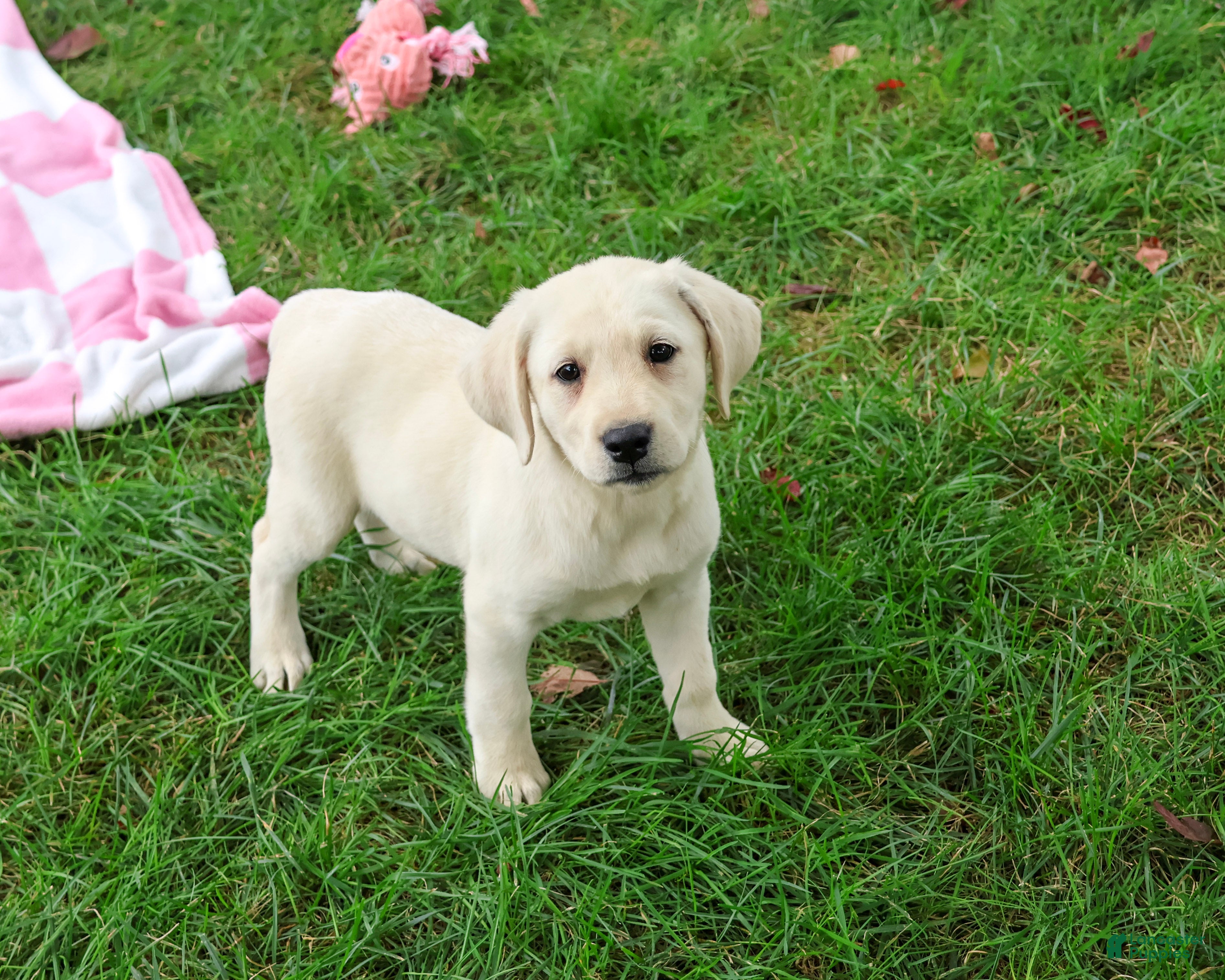 Labrador Retriever dogs Rhea - Ad 39