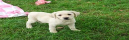 Labrador Retriever dogs for sale: Rhea - Ad 1