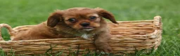 Cavalier King Charles Spaniel dogs for sale: Sierra 🤎🐶 - Ad 8