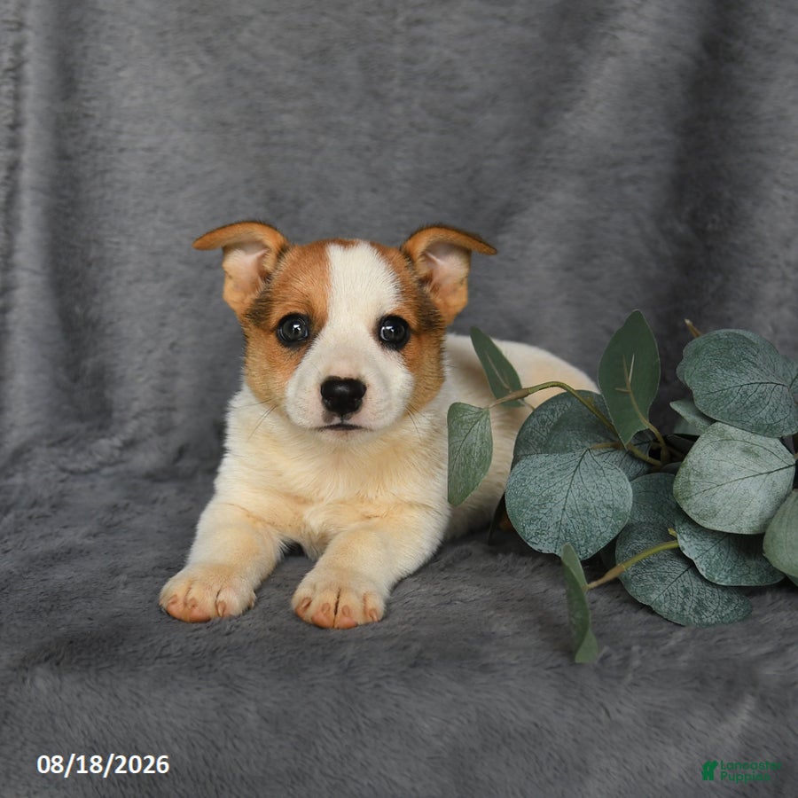 Mixed Breed dogs Rusty - Ad 2