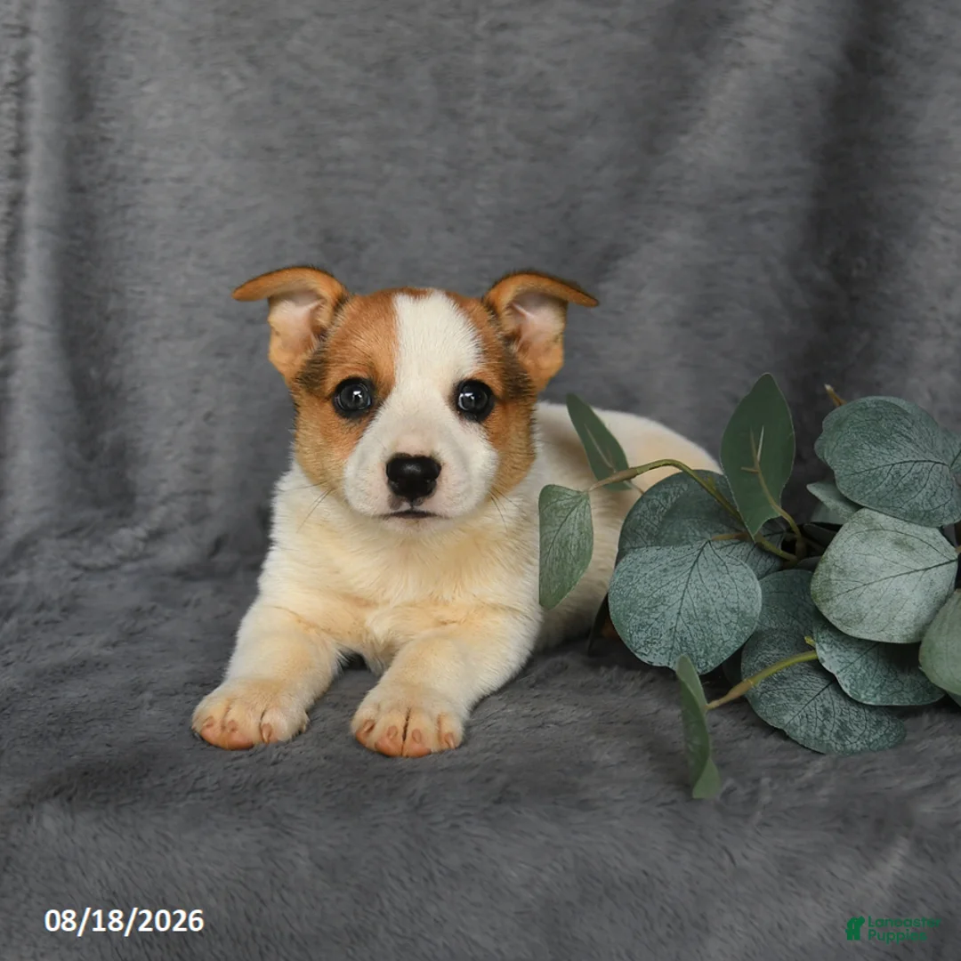 Mixed Breed dogs for sale: Rusty - Ad 2