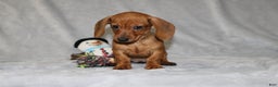 Miniature Dachshund dogs for sale: Chole - Ad 20