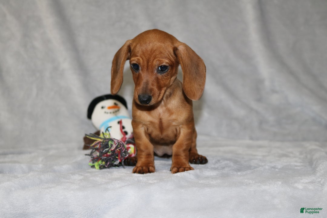 Miniature Dachshund dogs for sale: Chole - Ad 20