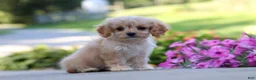 Cavapoo dogs for sale: Sky - Ad 6