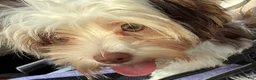 Yorkshire Terrier dogs for sale: Cookies and Cream - Ad 4