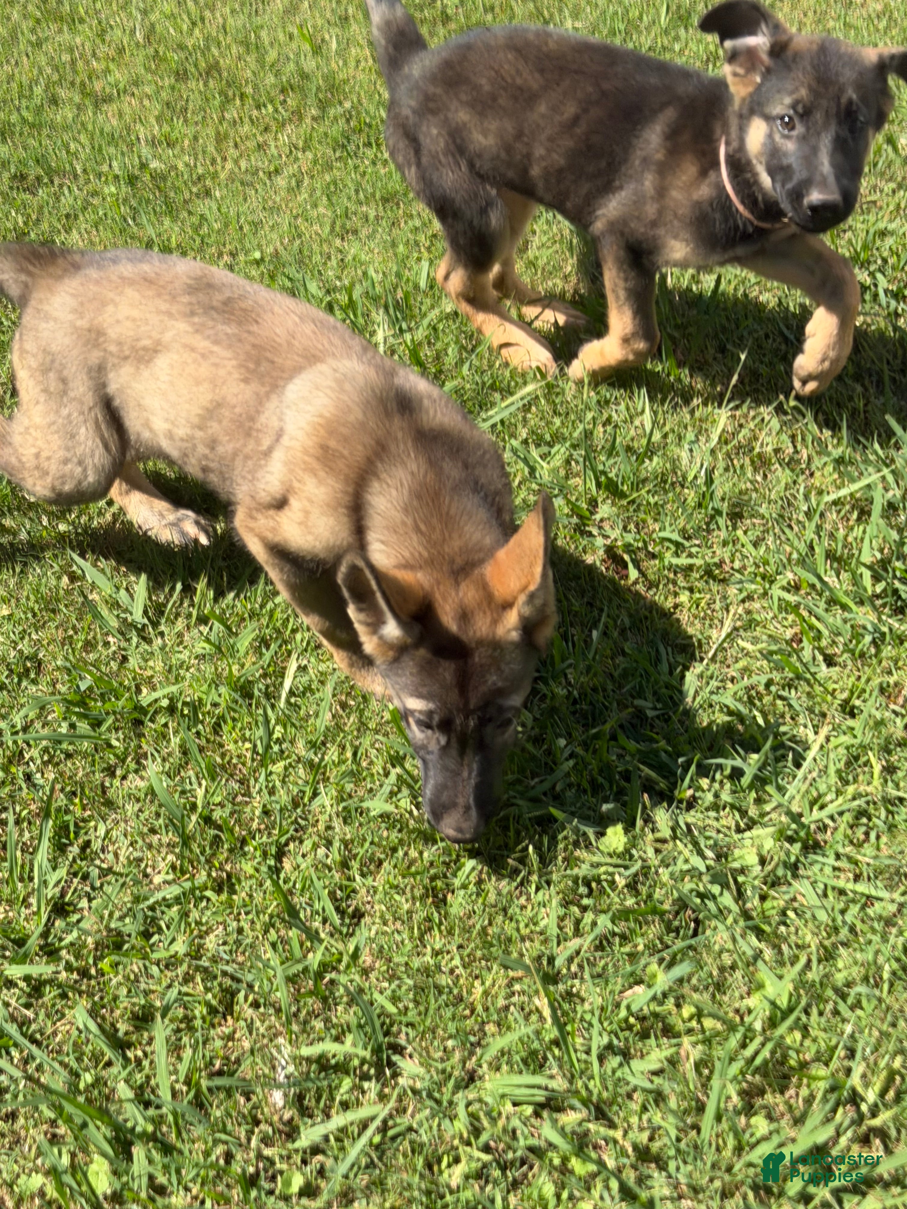German Shepherd dogs German Shepherd Light Blue Collar - Ad 2