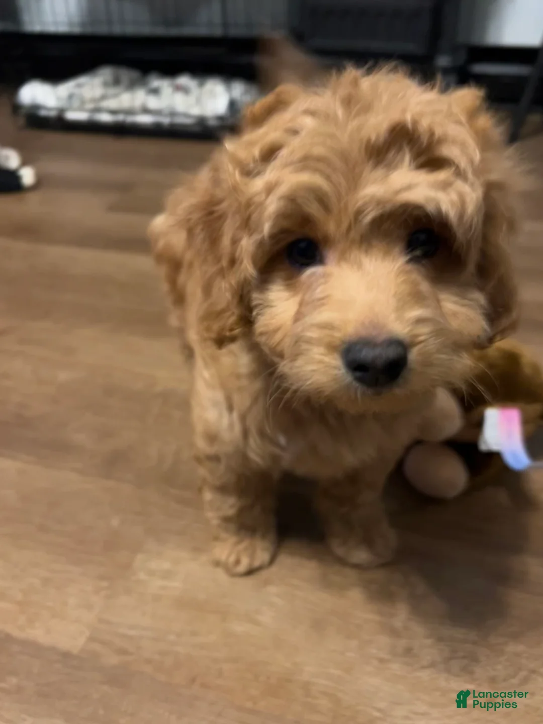 Mini Goldendoodle dogs for sale: Gus - Short, Chubby, Loving - Ad 3