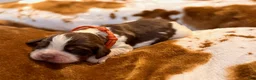English Springer Spaniel dogs for sale: Liver try roan-Male - Ad 5