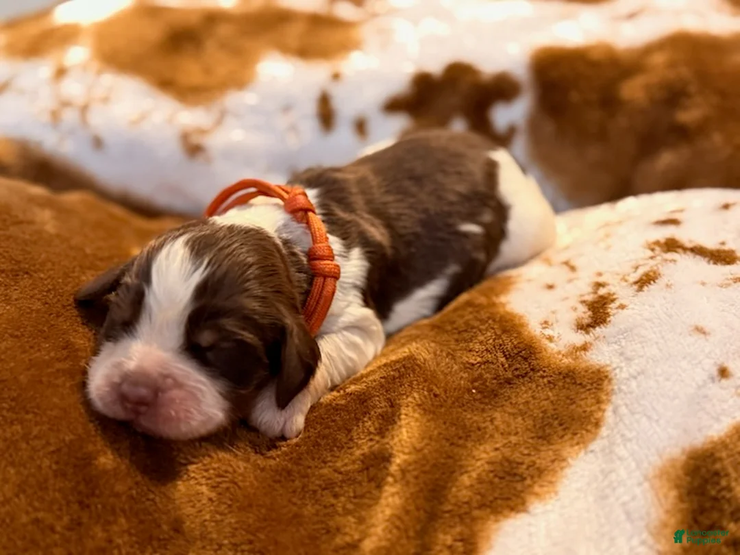 English Springer Spaniel dogs for sale: Liver try roan-Male - Ad 5