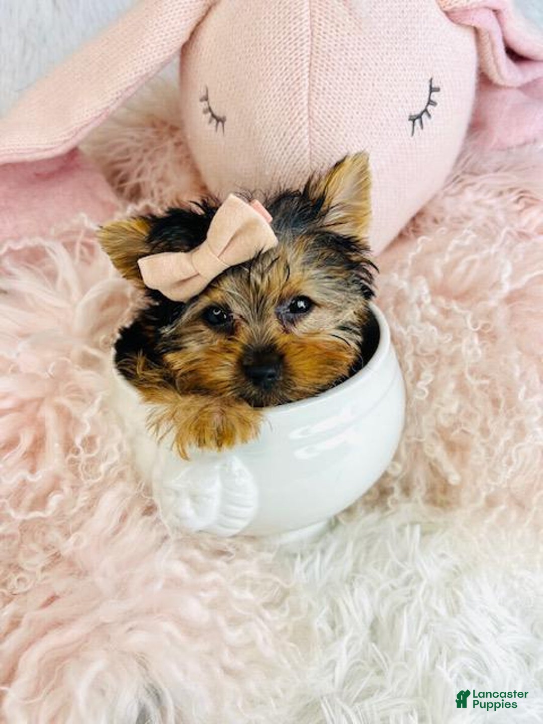 Yorkshire Terrier dogs for sale: Yorkshire Terrier Puppy 1 - Ad 3