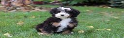 Mini Bernedoodle dogs for sale: Claire - Ad 3