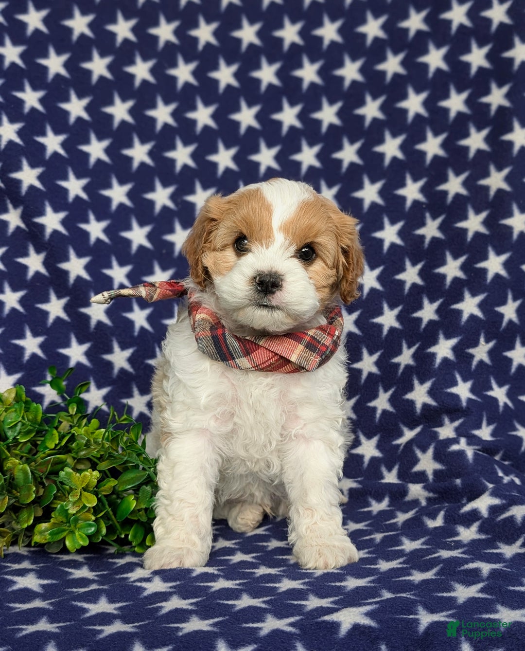 Cavapoo dogs for sale: Willis - Ad 3