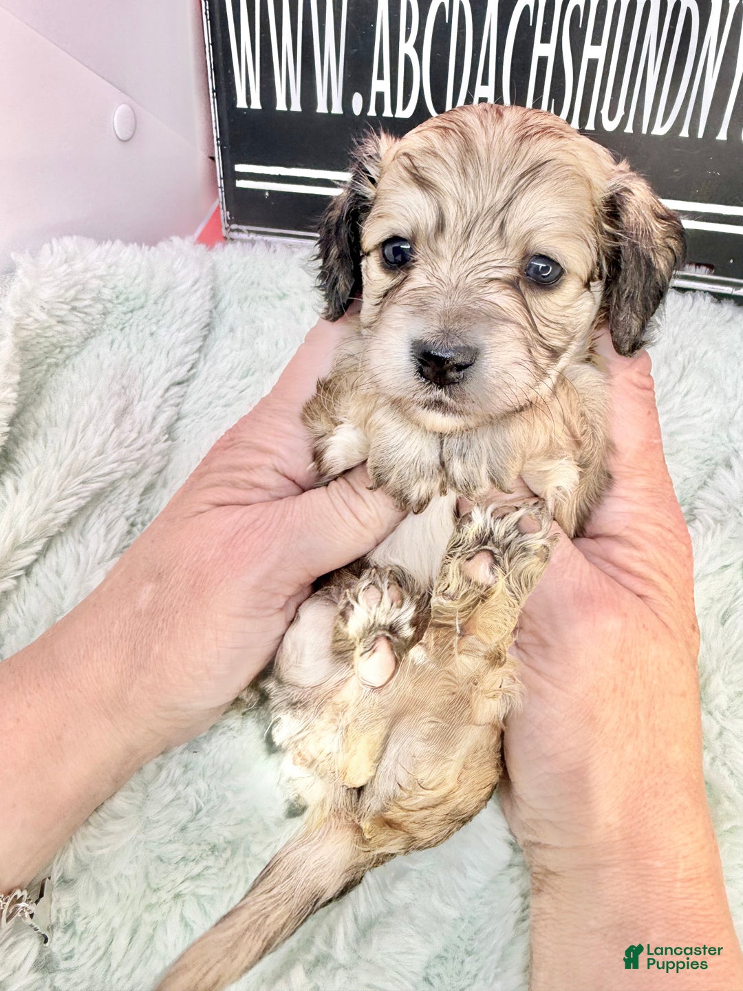 Miniature Dachshund dogs for sale: Eng cream - Ad 3