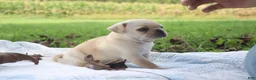 Pug dogs for sale: Chestnut -male- - Ad 1