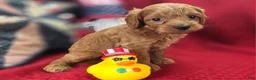Cavapoo dogs for sale: Grub - Ad 18