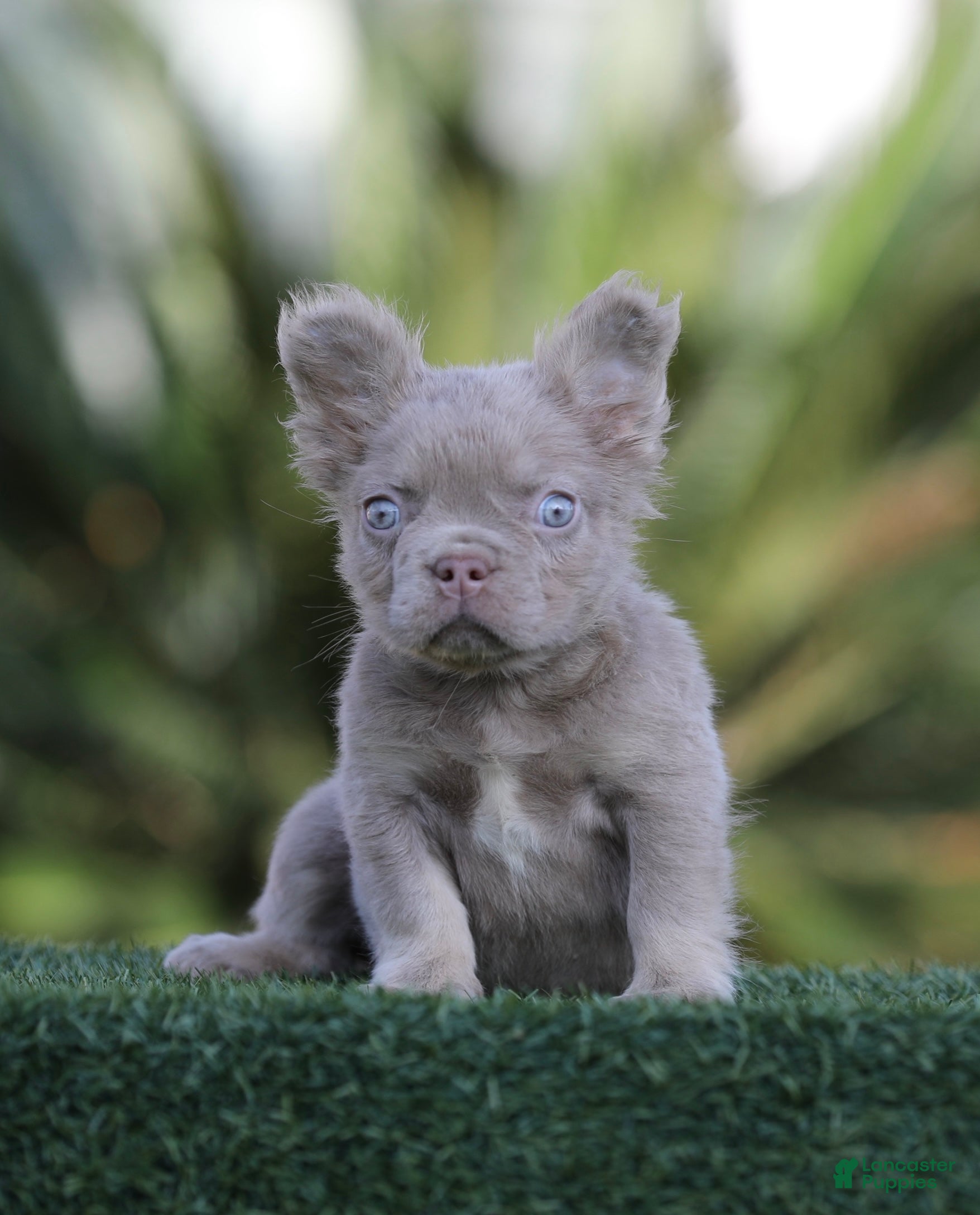 French Bulldog dogs French Bulldog Puppy 1 - Ad 14