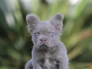 French Bulldog dogs French Bulldog Puppy 1 - Ad 24