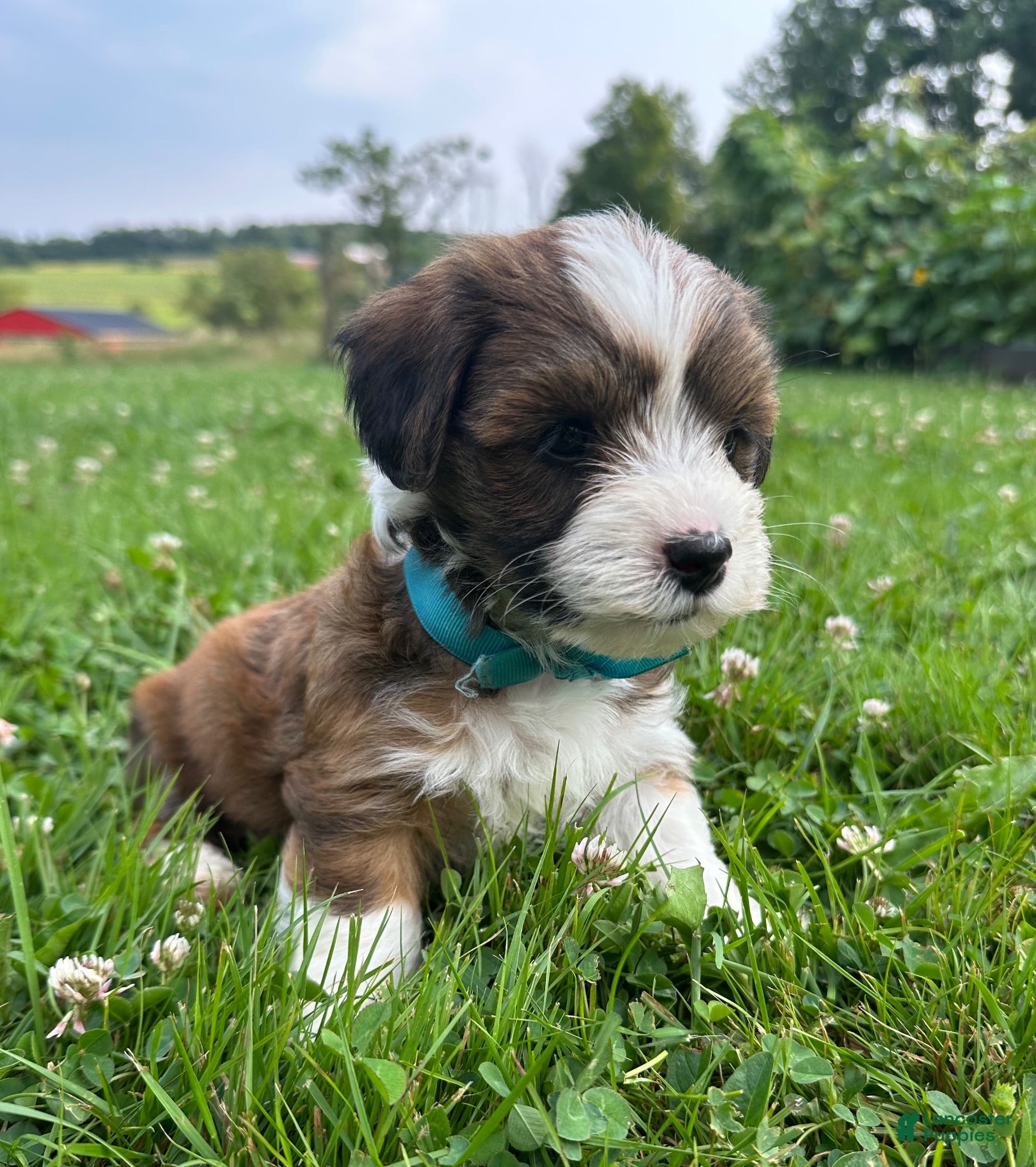 Havanese dogs Blue - Ad 1