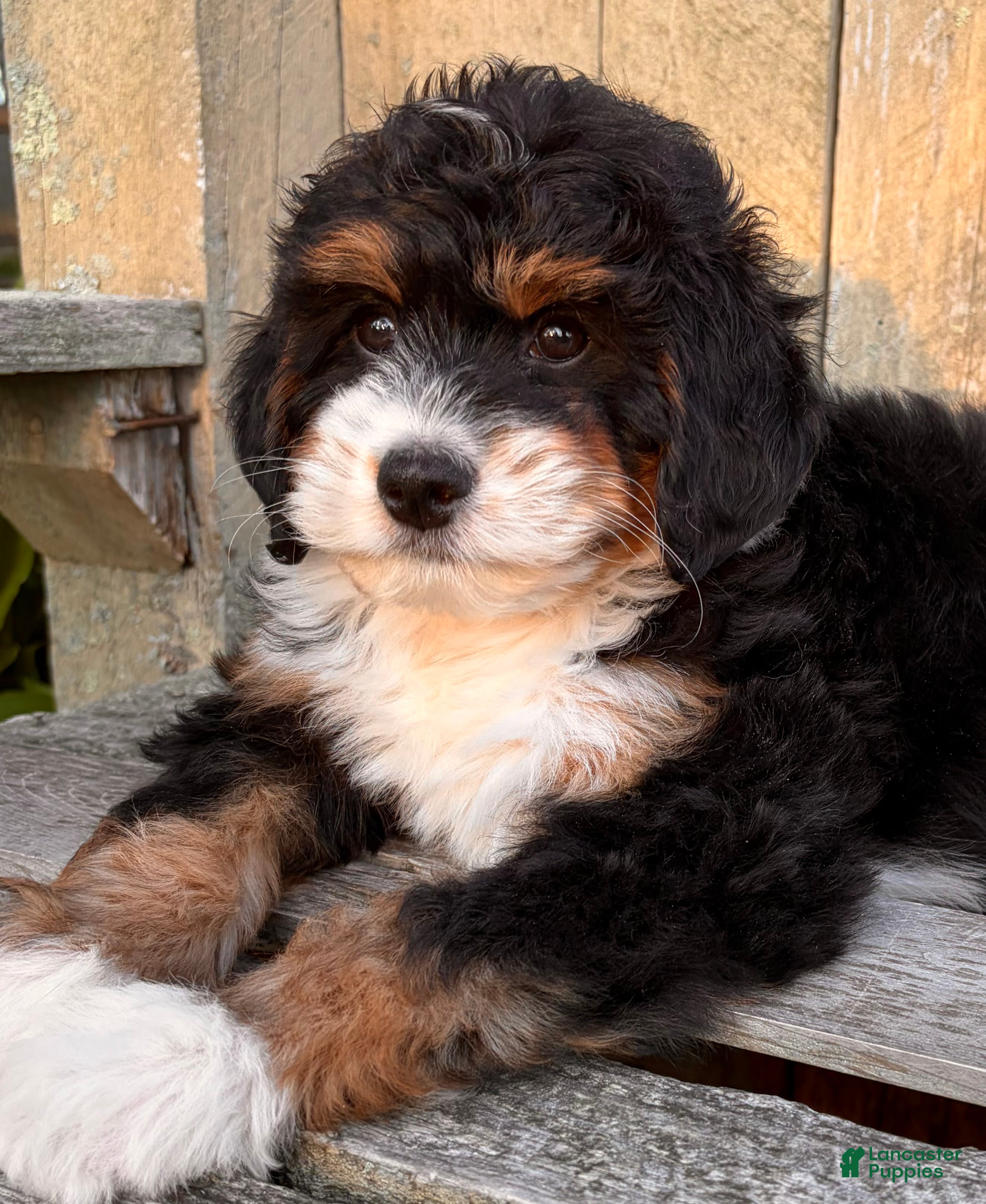 Mini Bernedoodle dogs for sale: ❤️IN BOSTON MASSACHUSETTS AREA❤️MINI BERNEDOODLE GIRL❤️ - Ad 7