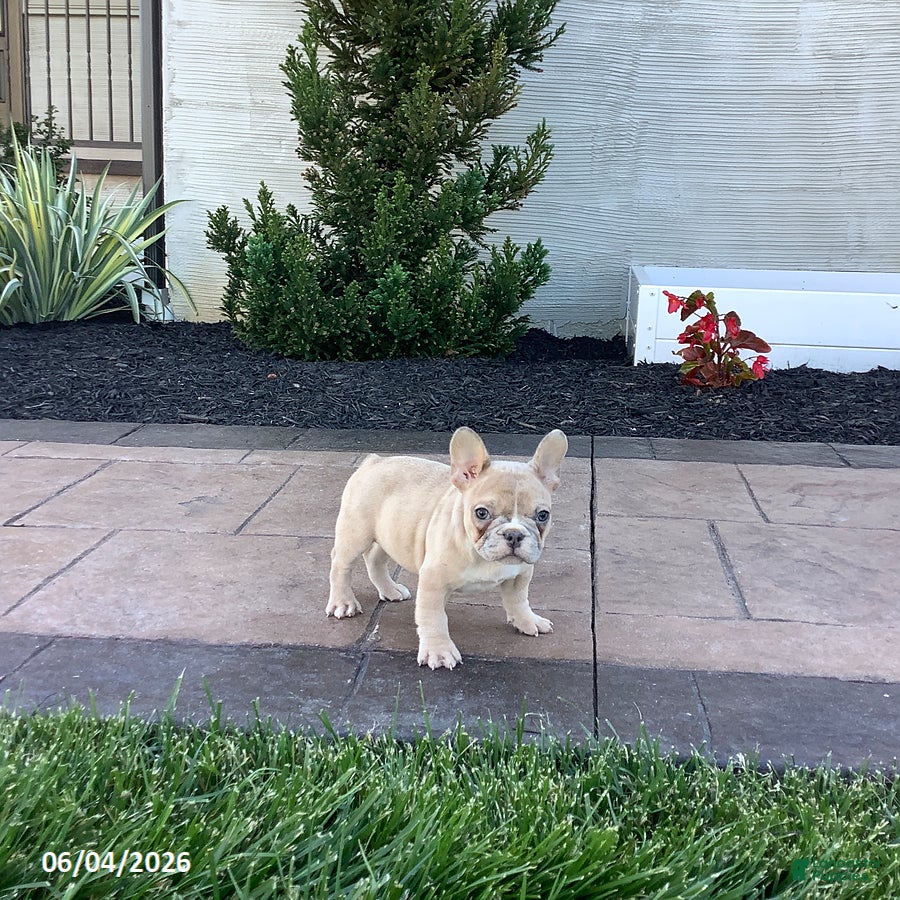 French Bulldog dogs for sale: Allie - Ad 3