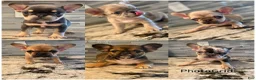 French Bulldog dogs for sale: ChocoMoco - Ad 4