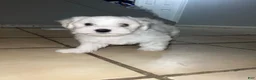 Maltese dogs for sale: Maltese 1 - Ad 3