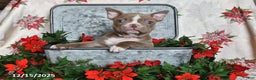 Frenchton dogs for sale: Joy - Ad 6