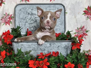 Frenchton dogs Joy - Ad 37