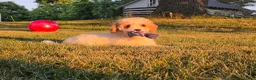 Cavapoo dogs for sale: Cardamom  - Ad 8