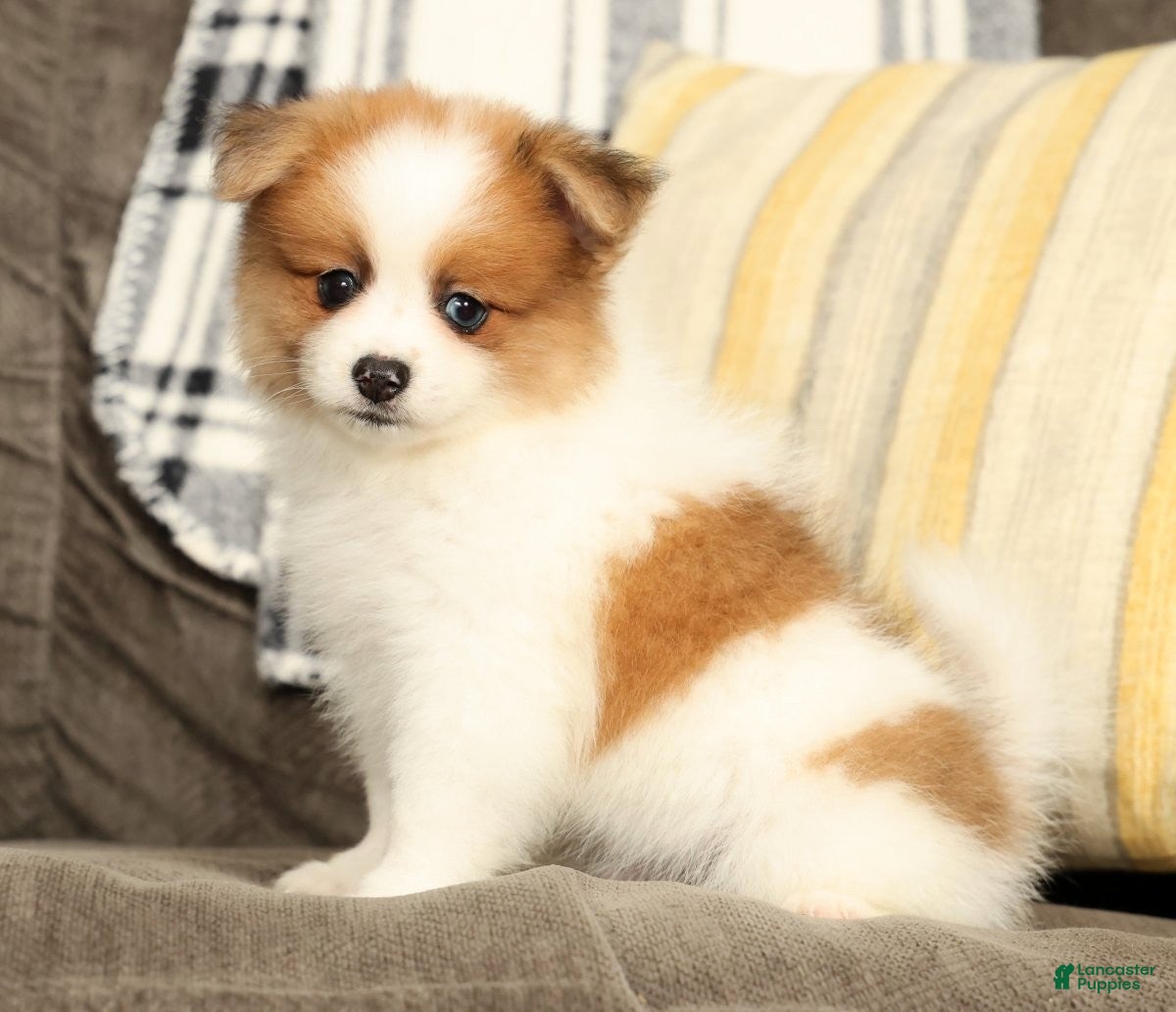 Pomeranian dogs Mason - Ad 2
