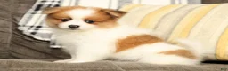 Pomeranian dogs for sale: Mason - Ad 2