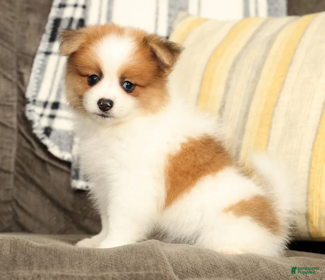 Pomeranian dogs for sale: Mason - Ad 2