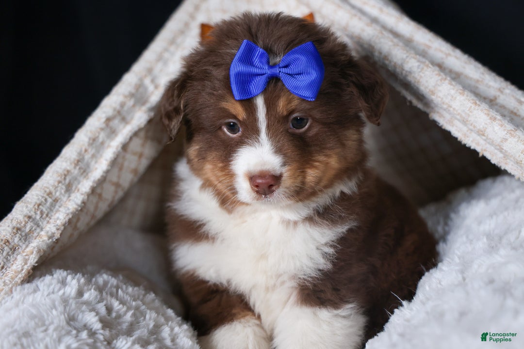 Miniature Australian Shepherd dogs for sale: SPIKE - Ad 12