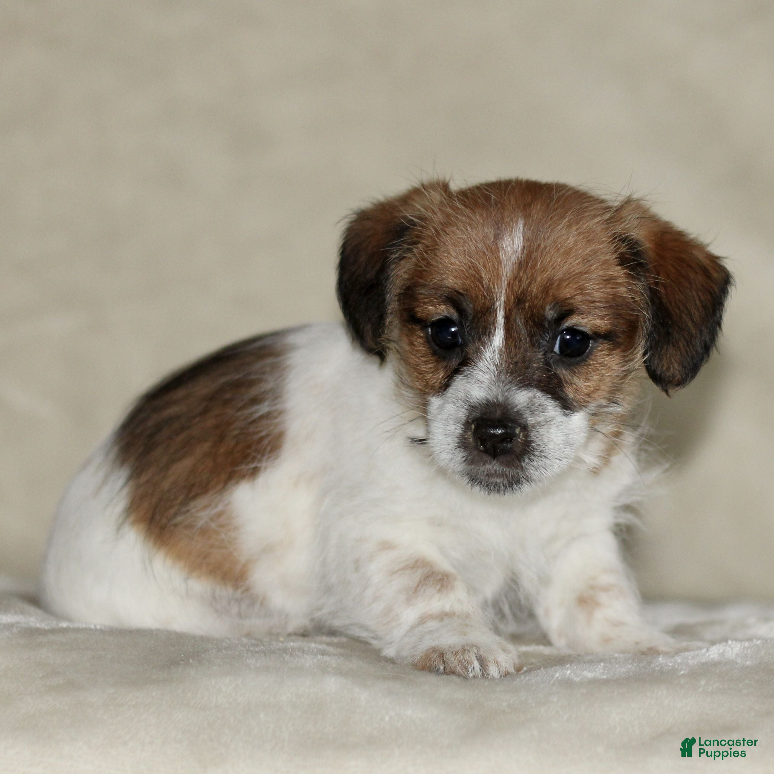 Mixed Breed dogs Lacey  - Ad 30