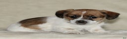 Mixed Breed dogs for sale: Lacey  - Ad 1
