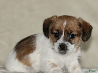 Mixed Breed dogs Lacey - Ad 40