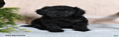 Licorice