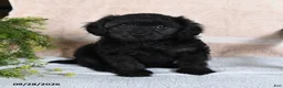 Mixed Breed dogs for sale: Licorice - Ad 1