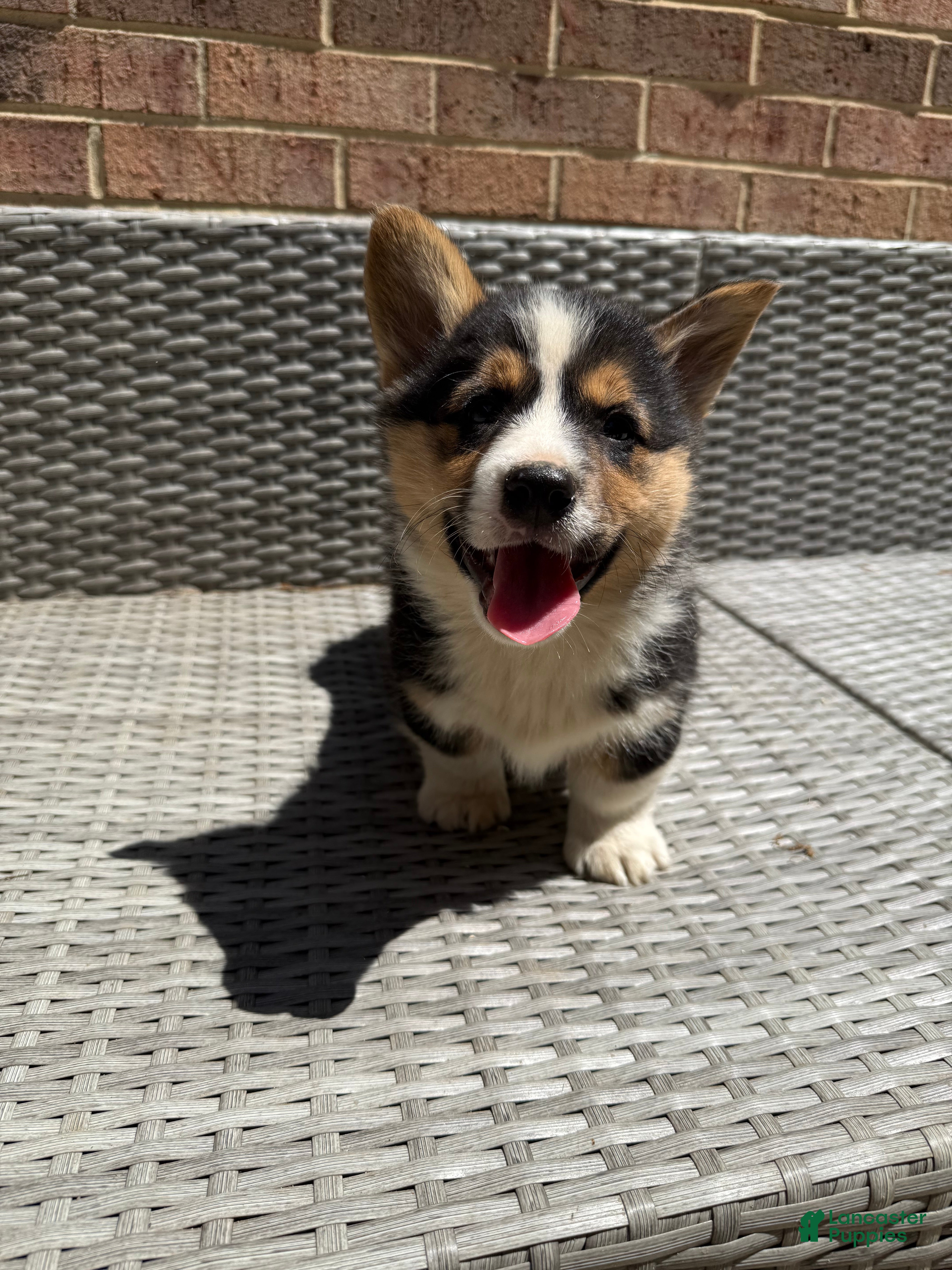 Welsh Corgi Pembroke dogs Welsh Corgi Pembroke Puppy 1 - Ad 16