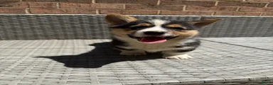 Welsh Corgi Pembroke Puppy 1
